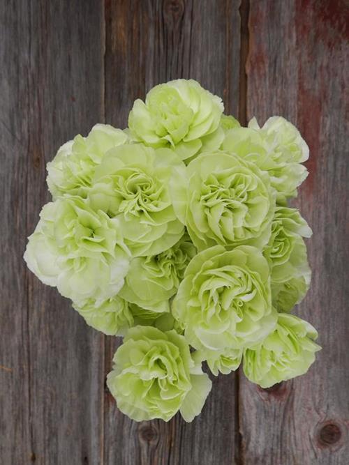 Wholesale Natural Green Mini Carnations Delivered Online FlowerFarm